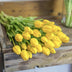 Tulpen-Strauß Gelb – 10 Stück – „Real Touch“ Kunsttulpen – 42 cm (gelb) Bild 5