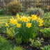 15x Narzisse 'February Gold' - Gelbe Frühlingsblüher Zwiebeln Bild 2