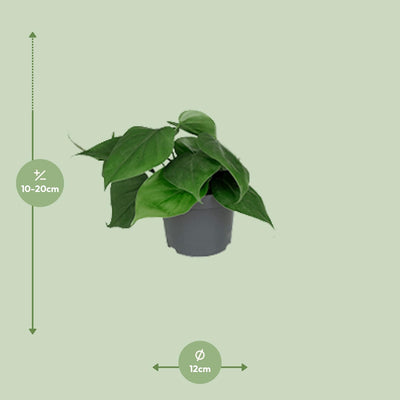 Philodendron Scandens Kletterpflanze - Pflegeleicht & Herzblatt