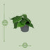 Philodendron Scandens Kletterpflanze - Pflegeleicht & Herzblatt Bild 2