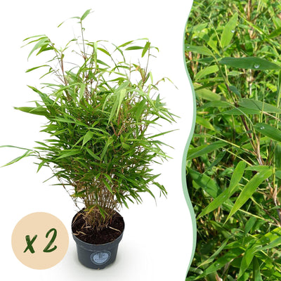 Fargesia Rufa Bambus - Nicht Ausbreitend - 2 Pflanzen - Topf 23cm