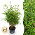 Fargesia Rufa Bamboo - Non-Spreading - 2 Plants - 23cm Pot Bild 1