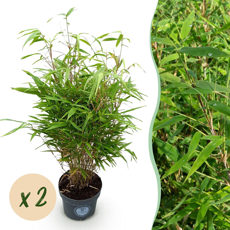 Fargesia Rufa Bamboo - Non-Spreading - 2 Plants - 23cm Pot