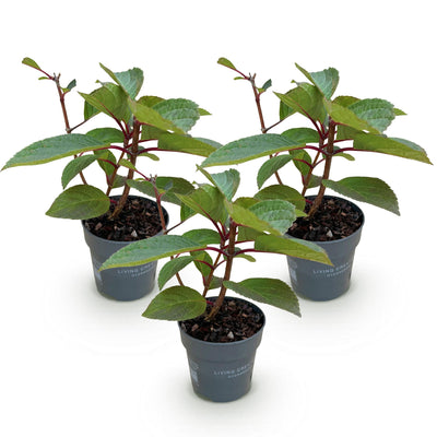 Rispenhortensie Living Infinity: 3x Winterharte weiße Blüten, Topf 12cm