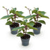 Rispenhortensie Living Infinity: 3x Winterharte weiße Blüten, Topf 12cm Bild 2