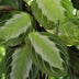 Green boutiQ Maranta Fascinator Silverband, 4 plants with basket Bild 4