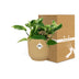 Scindapsus Marble Queen Kletterpflanze im gelben Topf Bild 5