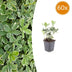 60x Pachysandra 'Variegata' Bodendecker – 10-25cm, Ø9cm Bild 1