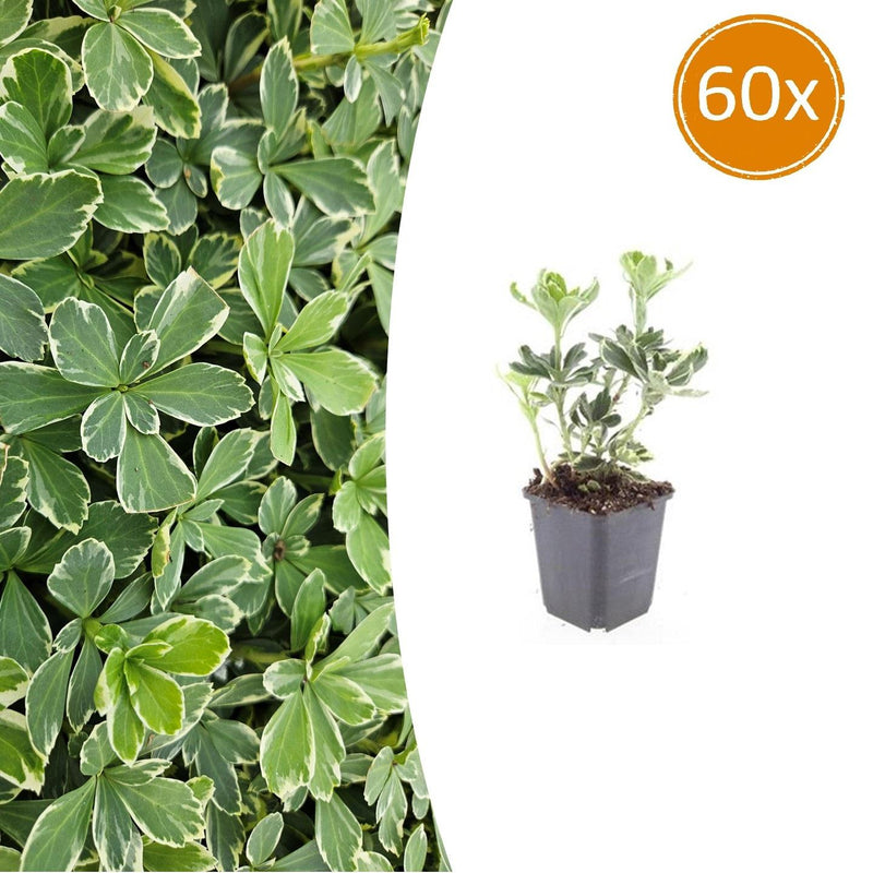 60x Pachysandra 'Variegata' Bodendecker – 10-25cm, Ø9cm