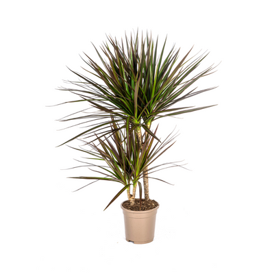 Dracaena Marginata Magenta Ø17cm - 50-70cm