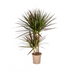 Dracaena Marginata Magenta Ø17cm - 50-70cm Bild 1
