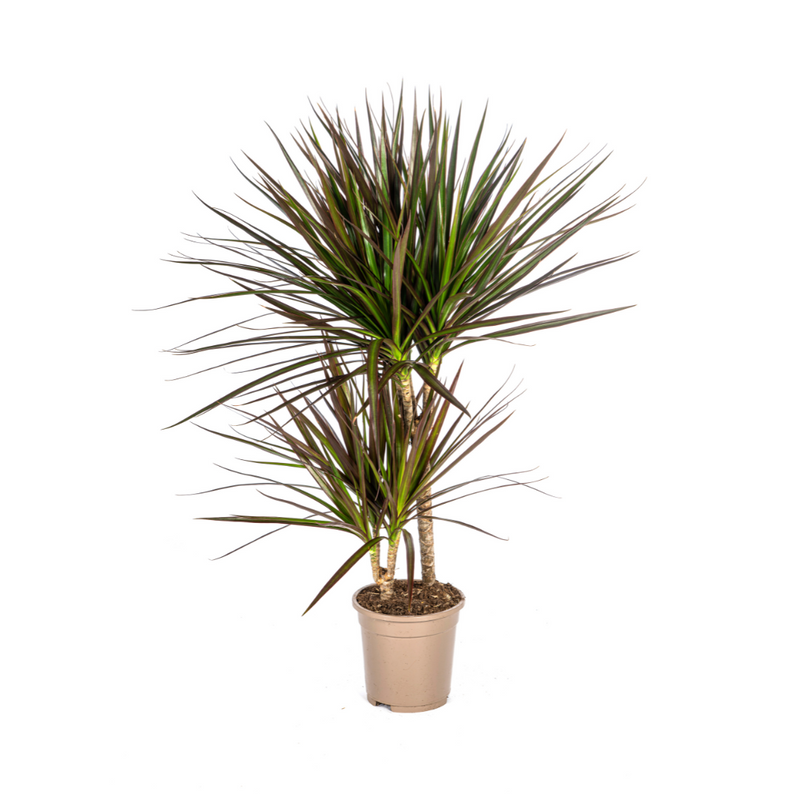 Dracaena Marginata Magenta Ø17cm - 50-70cm