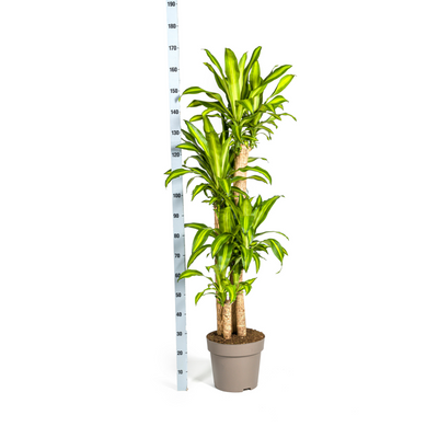 Dracaena Fragrans Massangeana Ø30cm - ↕170-190cm