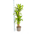 Dracaena Fragrans Massangeana Ø30cm - ↕170-190cm Bild 2