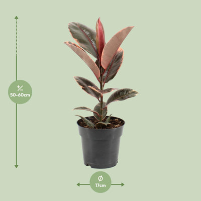 Ficus Elastica Belize – Gummibaum Ø17cm – H55cm – Luftreinigend
