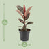 Ficus Elastica Belize – Gummibaum Ø17cm – H55cm – Luftreinigend Bild 2