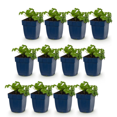 Green boutiQ - Perennials - Geranium macr. Czakor - Cranesbill - Groundcover - Purple-Pink - 12 Plants - Pot 11cm - Height 15-25cm