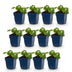 Green boutiQ - Perennials - Geranium macr. Czakor - Cranesbill - Groundcover - Purple-Pink - 12 Plants - Pot 11cm - Height 15-25cm Bild 2