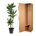 Dracaena Janet Lind, 150-160 cm, Topfgröße Ø24 Bild 4