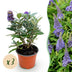 Buddleja davidii 'Little Lila' Butterfly Bush - 3 Plants Bild 1