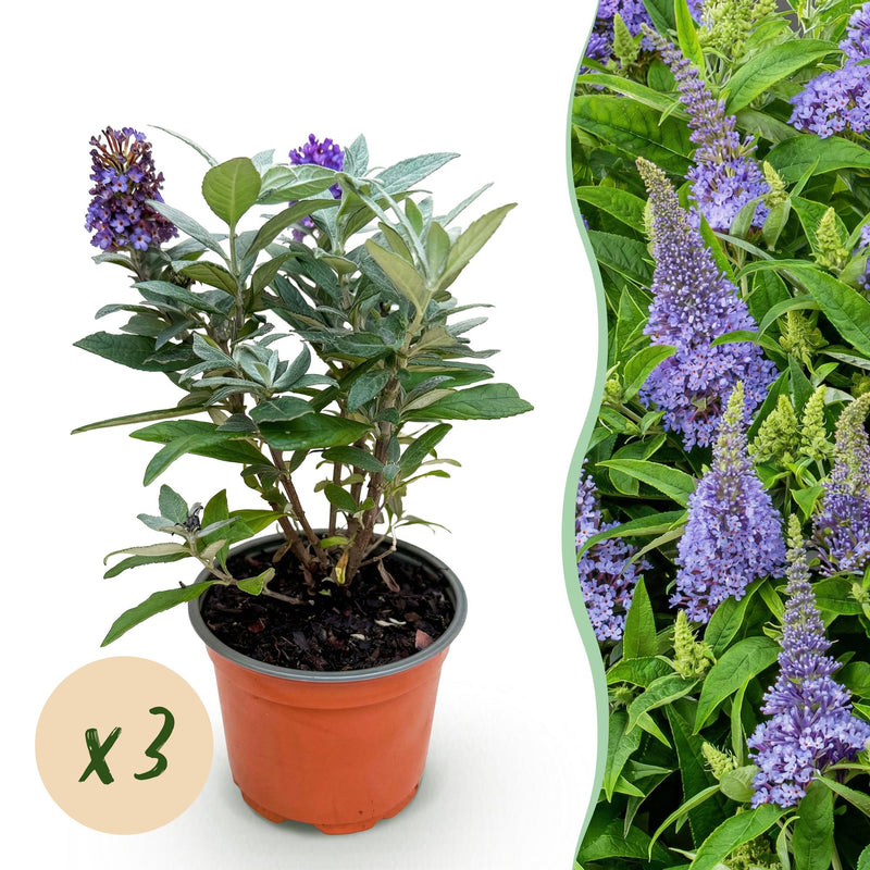 Buddleja davidii 'Little Lila' Butterfly Bush - 3 Plants