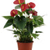 Anthurium Success Red - Heart-shaped flowers, easy to care for Bild 1