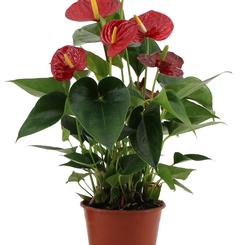 Anthurium Success Red - Heart-shaped flowers, easy to care for
