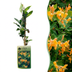 4x Lonicera tellmanniana Geißblatt Orange-Gelb Kletterpflanze Ø9cm Bild 1