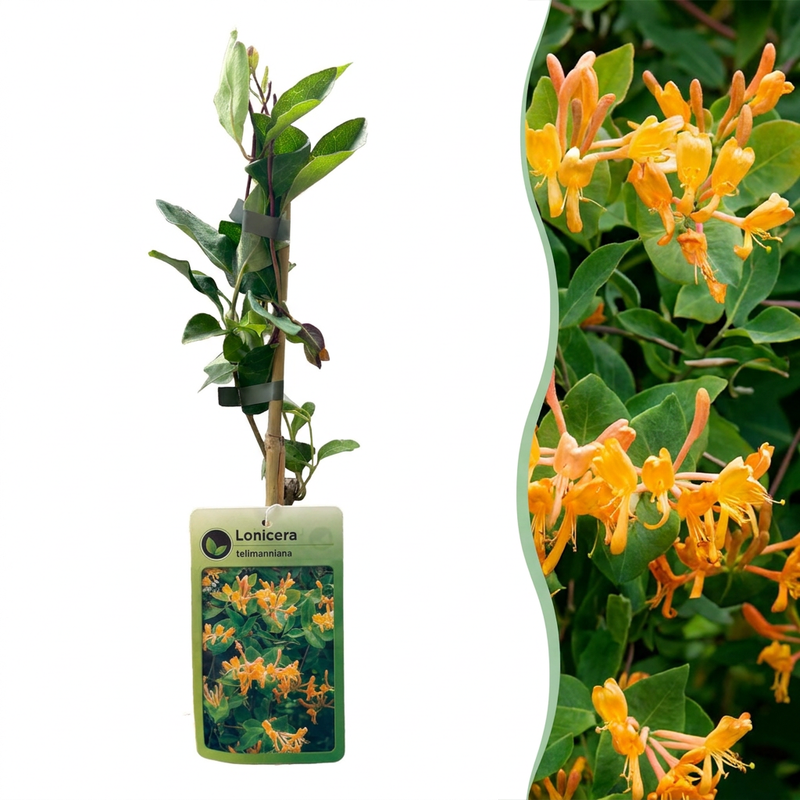 4x Lonicera tellmanniana Geißblatt Orange-Gelb Kletterpflanze Ø9cm