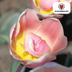 Tulpenzwiebeln Apricot Delight – 20 Stück | KH Bloembollen® | Rosa-Apricot-Tulpe – Sanft & Frisch – Geschenk für Garten oder Topf – Größe 11/12 – Frisch vom Züchter! Bild 2