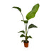 2x Strelitzia Nicolai (Baum-Strelitzie) - 100cm - Ø17 Bild 2