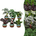Baby Jungle Mix: 6 Tropische Zimmerpflanzen mit Kupferblatt (Ø6cm) Bild 1