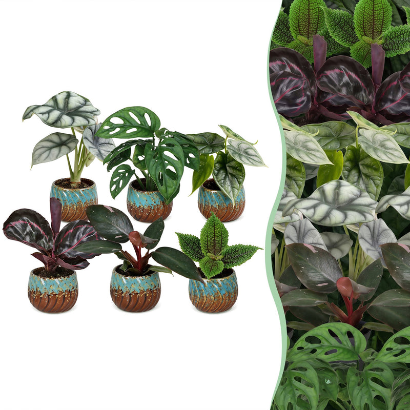 Baby Jungle Mix: 6 Tropische Zimmerpflanzen mit Kupferblatt (Ø6cm)