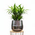 Pot Jenna Lead - 39x33 cm | Dark leaves, easy care Bild 3