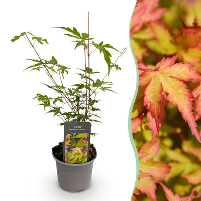 Acer palmatum Sangokaku: Japanischer Fächerahorn, Grün, 12cm Topf, 35cm