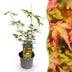 Acer palmatum Sangokaku: Japanischer Fächerahorn, Grün, 12cm Topf, 35cm Bild 1