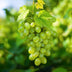 GreenboutiQ Weiße Trauben 'Himrod' - Kernlos, 2 Pflanzen im Topf Bild 6