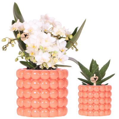 Kolibri Orchids | Pflanzenset Poppy Orange Nazare | Weiße Nazare Orchidee Ø9 cm + Grünpflanze Ø6 cm inkl. Übertöpfen – frisch vom Züchter