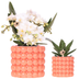 Kolibri Orchids | Plant Set Poppy Orange Nazare | White Nazare Orchid Ø9 cm + Green Plant Ø6 cm incl. Pots – fresh from the grower Bild 1