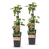 'Black Satin' Blackberry Plant - 2 hardy potted plants Bild 2