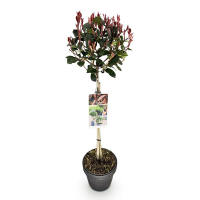 GreenboutiQ Photinia 'Little Red Robin' Stamm 90cm, Topf 19cm, winterhart