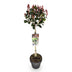 GreenboutiQ Photinia 'Little Red Robin' Stamm 90cm, Topf 19cm, winterhart Bild 2