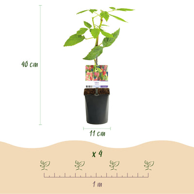 GreenboutiQ Tayberry - 2 Rote Fruchtpflanzen im 11cm Topf