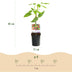 GreenboutiQ Tayberry - 2 Red Fruit Plants in 11cm Pot Bild 2