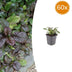 60x Ajuga reptans 'Catlin's Giant' Bodendecker - 10-25cm Bild 1