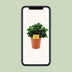 Peperomia Burning Bush - Pflegeleichte Zimmerpflanze, Ø15cm, ↕25cm Bild 5