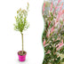 Salix Flamingo Korbweide Ø17cm, 70-80cm: Bunte Deko für Ihren Garten Bild 1