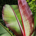 Green boutiQ - Fruit plant - Musa ensete Maurelli - Banana tree - Hardy - Red-Green - 2 Plants - Pot 15cm - Height 50cm Bild 4