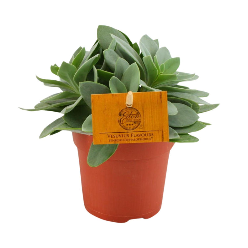 Senecio Cephalophorus 'Ruby Slippers' - Ø10,5cm - ↕15cm