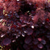 Cotinus coggygria Lilla (3 Pflanzen) - Lila Blüte & Purpurrot Laub Bild 6